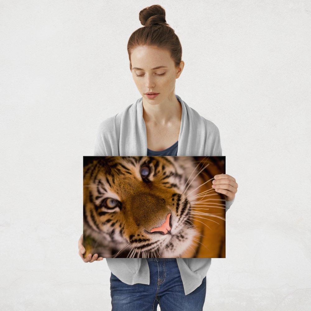 Plakat metalowy przyjazny tygrys M