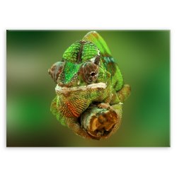 Plakat metalowy kameleon M