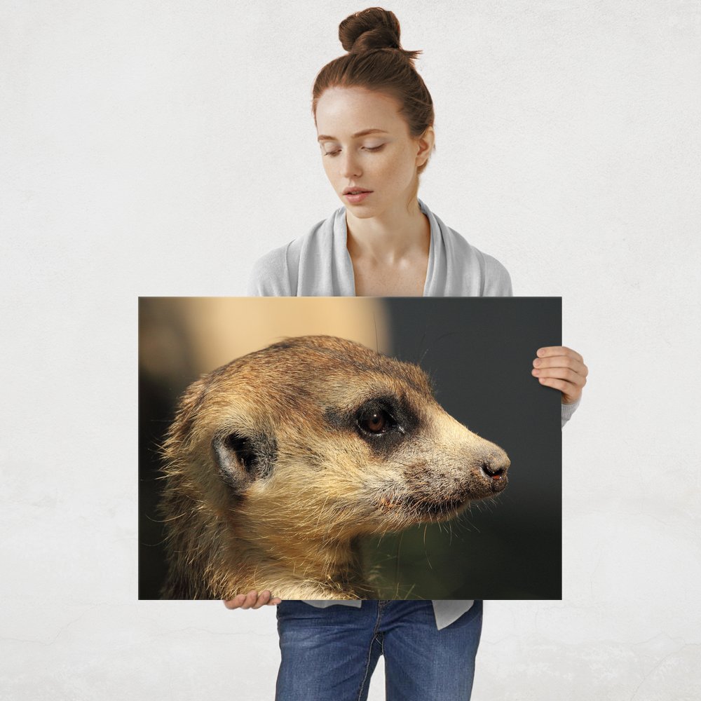 Plakat metalowy surykatka L